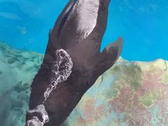 -海合安武汉极地海洋公园