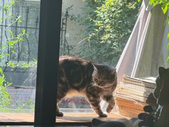 -海边的猫和咖啡馆