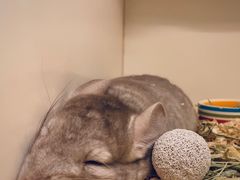 -龙猫仔乐园(惠福东路店)