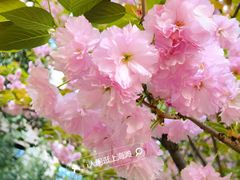 -上海花园饭店