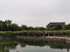 -嘉定紫藤园