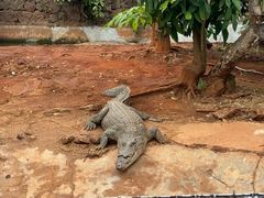 -海南热带野生动植物园