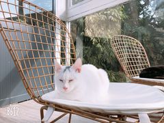 -有猫主题·治愈系猫咖(曾厝垵店)