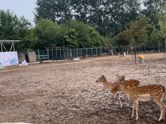 -北京麋鹿生态实验中心