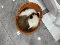 -爱洗澡的猫(天河路店)
