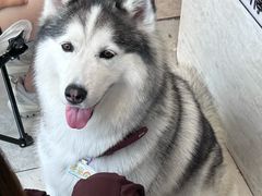 -卖呆儿咖啡(望京店)