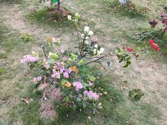 -露天矿生态公园