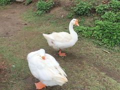 -蝴蝶泉公园
