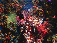 -新加坡海洋生态馆