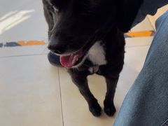 -宠福鑫康馨动物医院·骨科·眼科