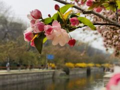 -海棠花溪(元大都城垣遗址公园)