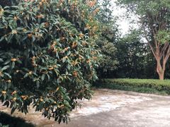 -浙江安吉JW万豪酒店·万豪中餐厅