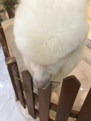 -Moni星球萌宠·小马宝莉·灵蛇·高端高阶全萌宠互动体验俱乐部(红豆国际广场店)