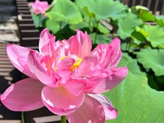 -陈家山荷花公园