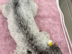 -派美特宠物医院·核磁CT·骨科肿瘤·疑难转诊(沈农禾丰店)