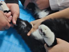 -达爱动物医院·犬猫分区·CT·复杂眼科(远洋山水分院)