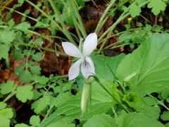 -帽儿山国家森林公园