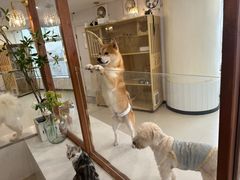 -共舞时光猫咖·狗咖(新街口店)