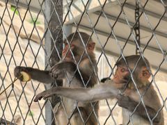 -西霞口神雕山野生动物世界