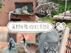 -青藏高原野生动物园
