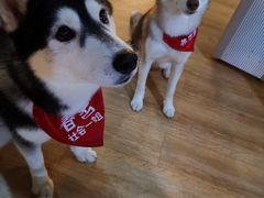 -Husky Go! 哈士奇体验馆·宠物咖啡厅狗咖