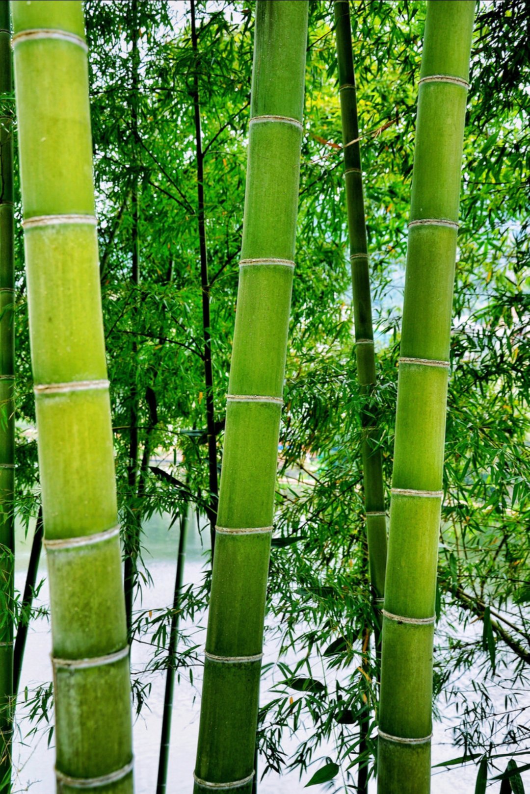 北海北海竹林图片