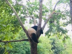 景点-成都大熊猫繁育研究基地