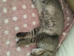 -纳吉亚猫专科动物诊疗中心(蒋宅口分院)