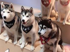 -Husky Go! 哈士奇体验馆·宠物咖啡厅狗咖