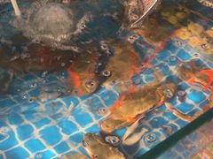 -渔家火锅·海鲜自助餐·演艺(亚龙湾天域酒店)