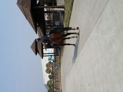 android_upload_pic-松声马术俱乐部