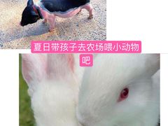 -前小桔亲子创意农场·草莓采摘·露营烧烤