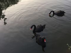 -长白岛森林公园