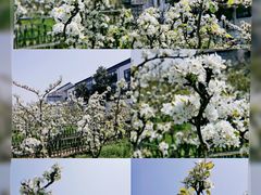 -树山生态村