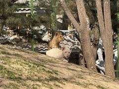 -北京野生动物园