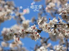 -高东镇樱花园