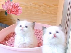 -十年猫舍·猫咪专门店(普陀店)