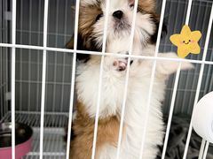 -翊宠yipet猫狗购宠庄园犬舍•猫舍