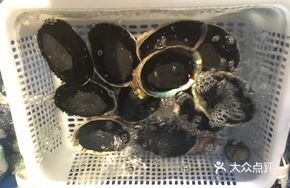 Emerald Abalone