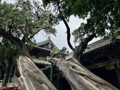 -晋祠公园