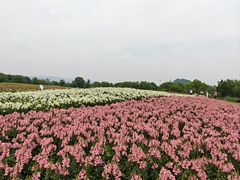 -径山花海