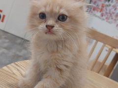 -楼上猫咖(罗湖店)