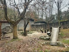 -都江堰中华大熊猫苑