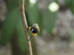 -新加坡飞禽公园