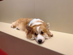 -和它·交个朋友·狗咖猫咖(爱琴海店)