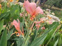 -广西壮族自治区药用植物园