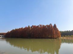 -上海海湾国家森林公园