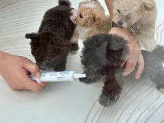 -帕帕拉兹宠物(亚洲旗舰店)