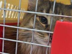 -纳吉亚猫专科动物诊疗中心(蒋宅口分院)