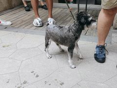 -帕帕拉兹宠物(亚洲旗舰店)